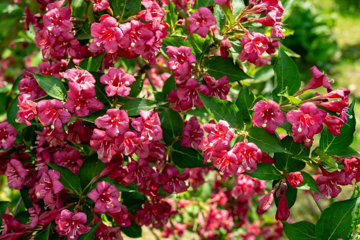 Vajgela kvetnatá ‘Bristol Ruby’
