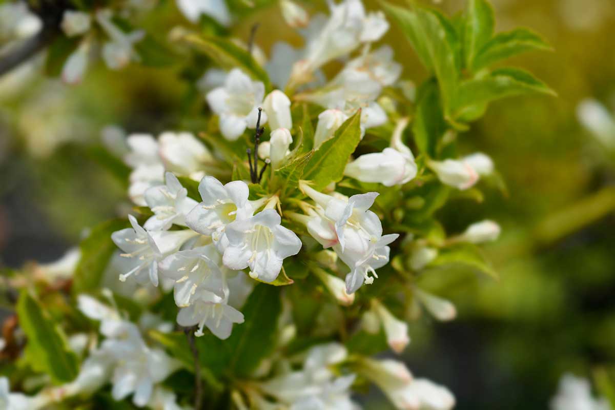 Vajgela kvetnatá ‘Bristol Snow flake’