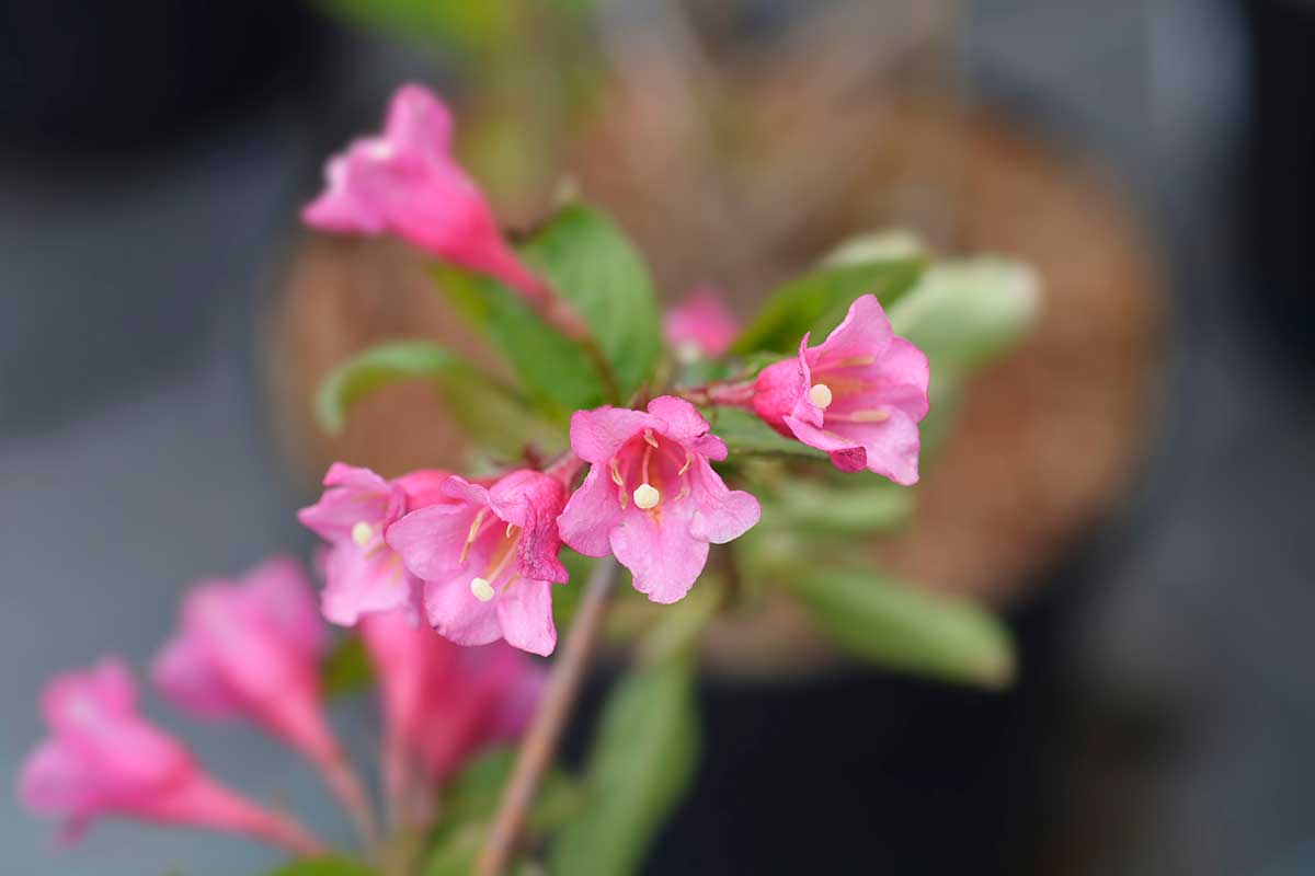 Vajgela kvetnatá ‘Minuet’