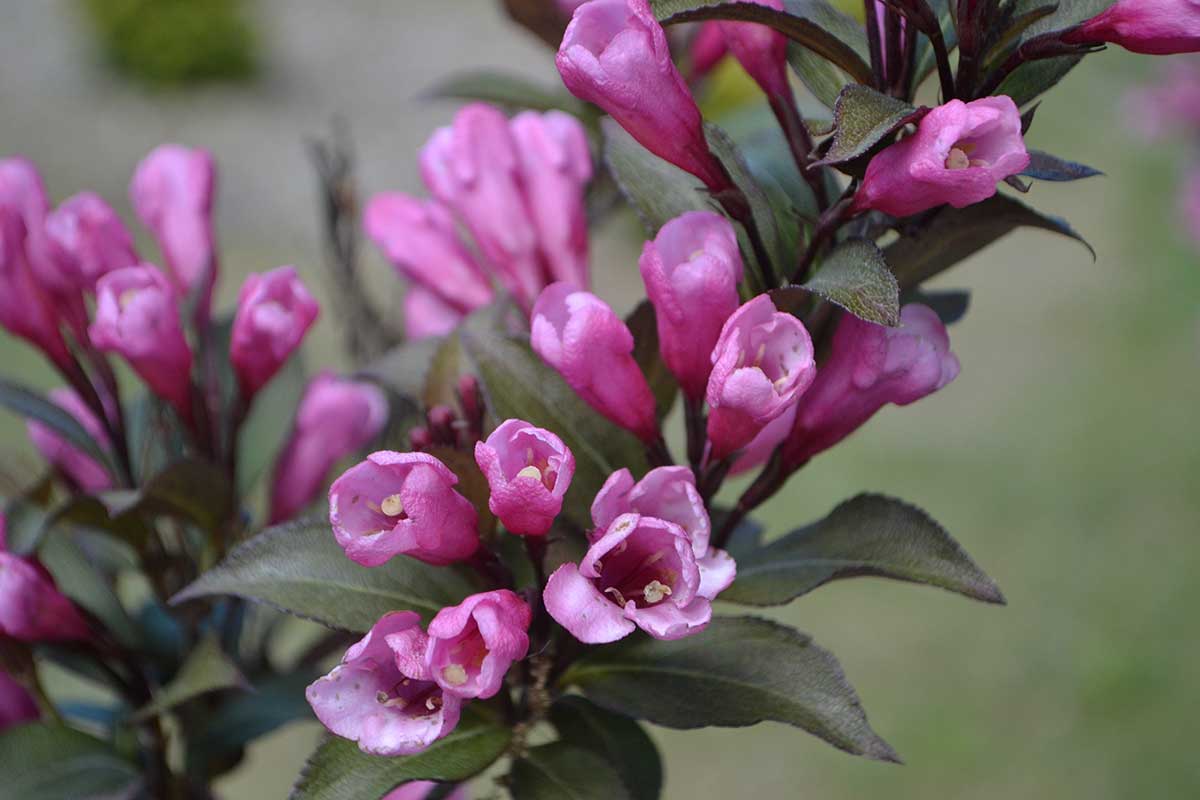 Vajgela kvetnatá ‘Purpurea’