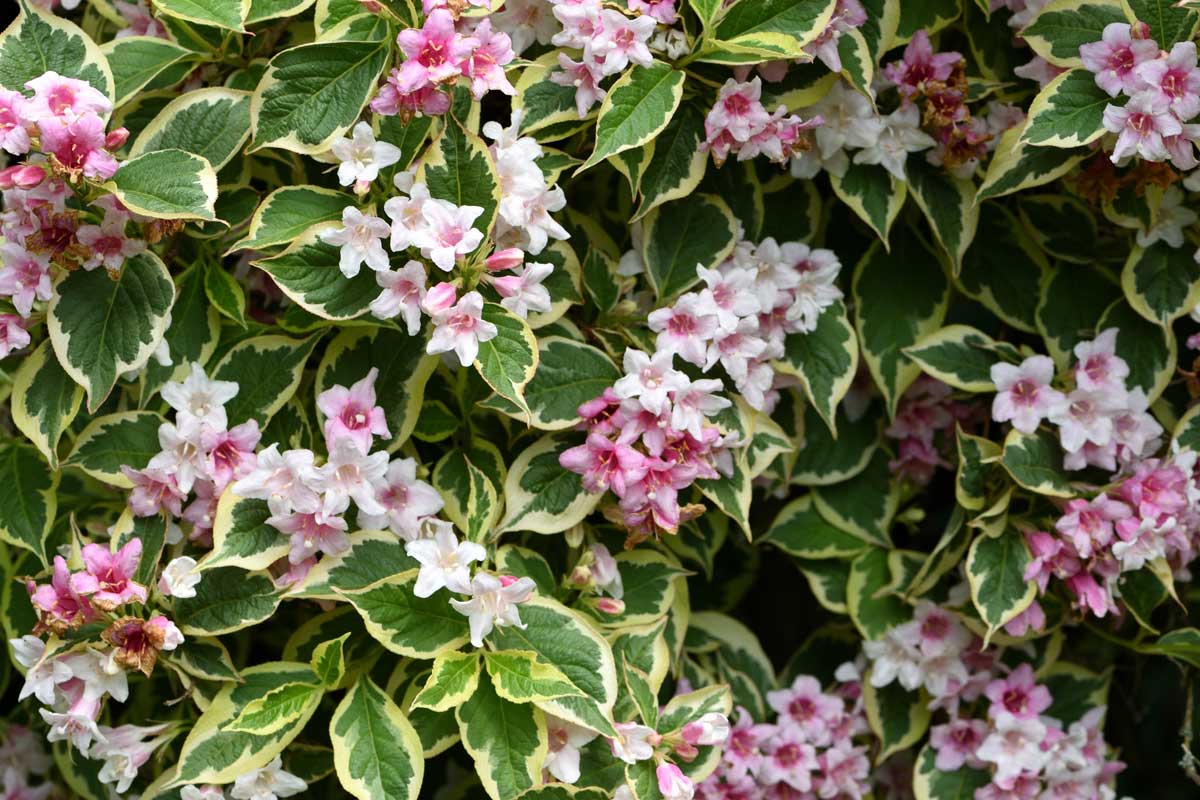 Vajgela kvetnatá 'Variegata'