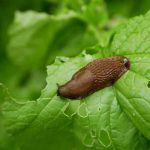 Slimáky na listoch