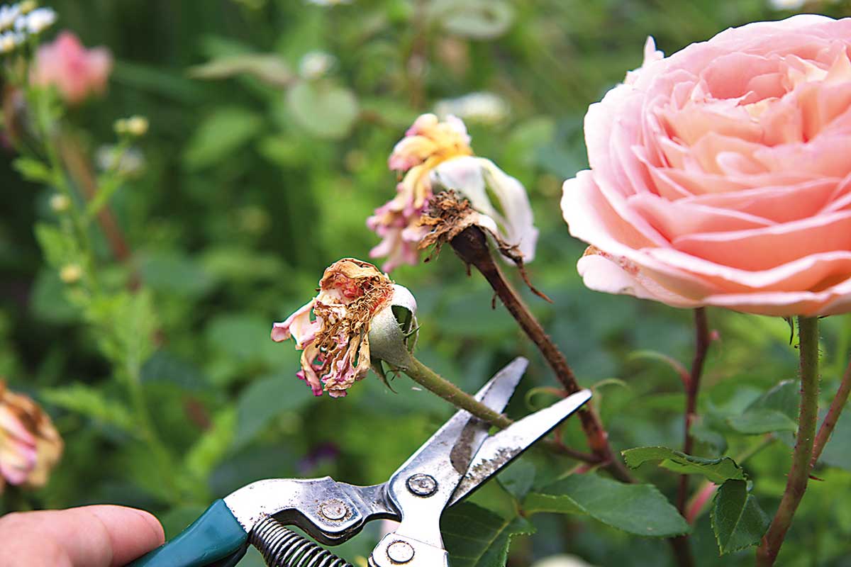 Pravidelné odstraňovanie odkvitnutých kvetov ruží
