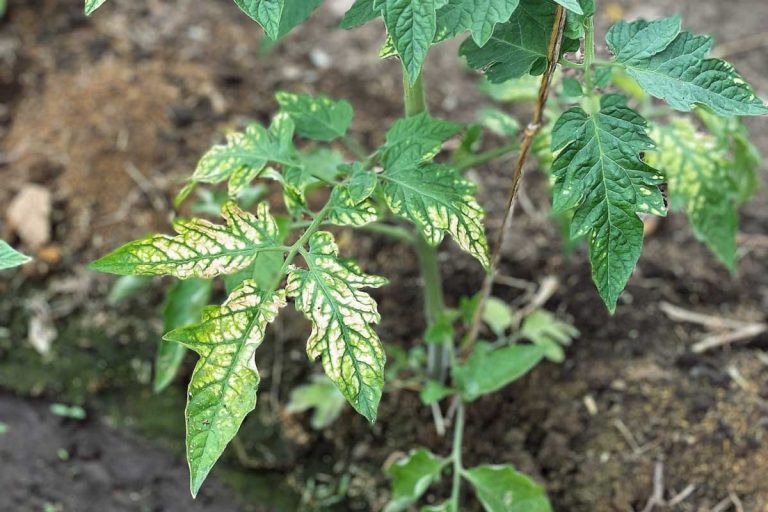Biele škvrny na listoch paradajok z prebytku hnojiva