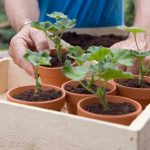 Rozmnoženie rastlín rezkovaním