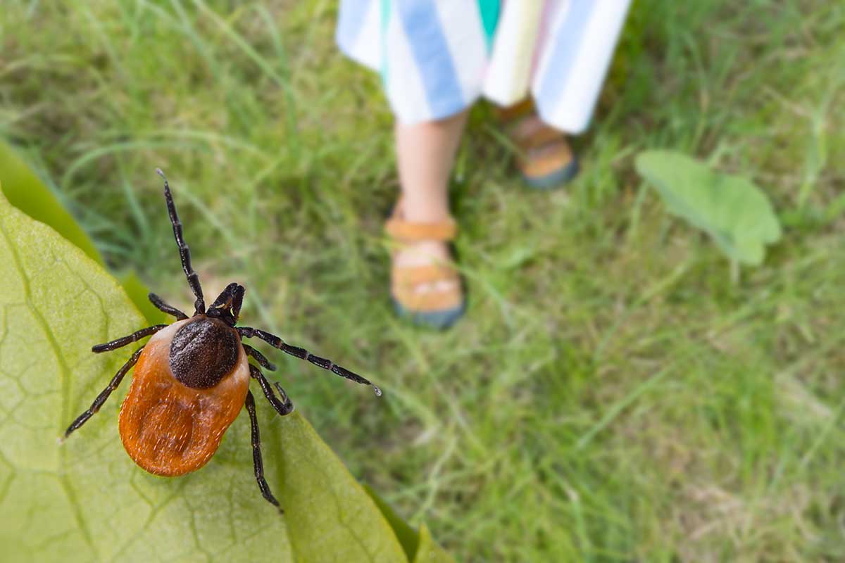 Ako vytiahnuť kliešťa a zabrániť napadnutiu