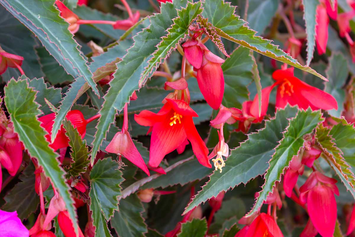 begonia santa cruz sunset