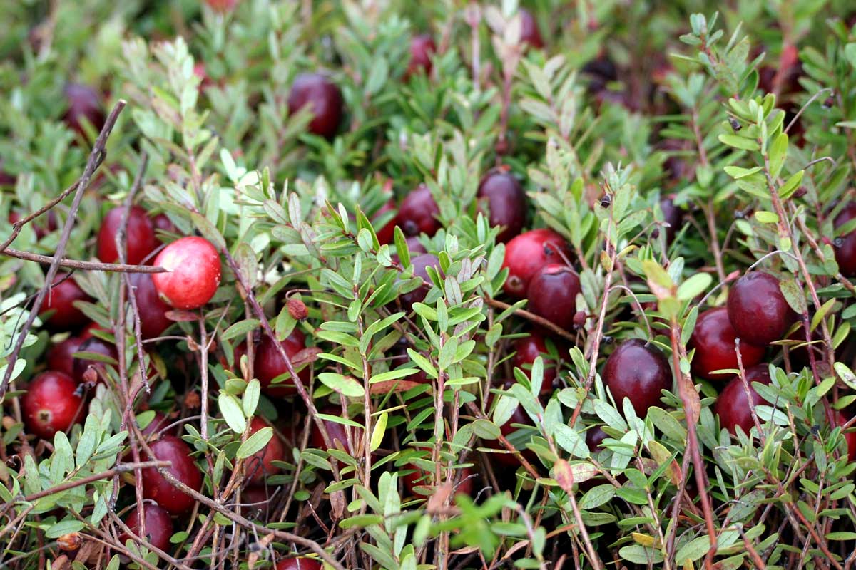 Brusnica veľkoplodá (kľukva)