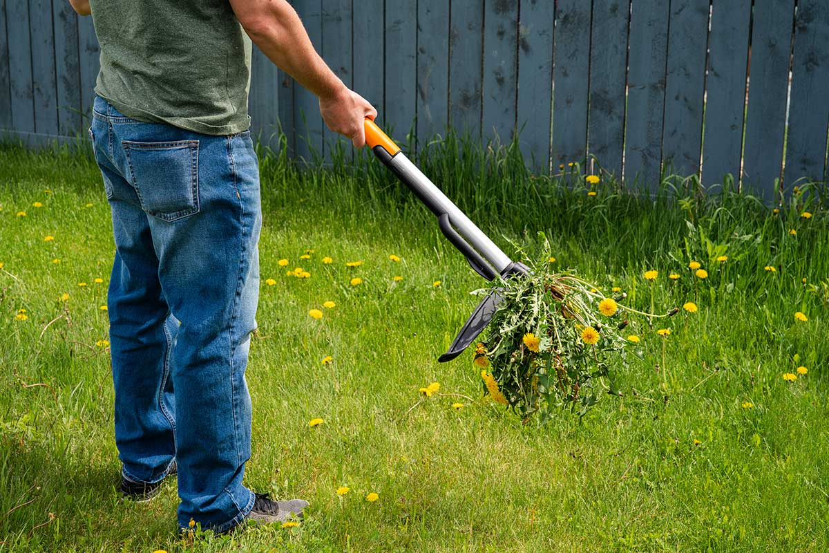 Ako sa zbaviť buriny v trávniku