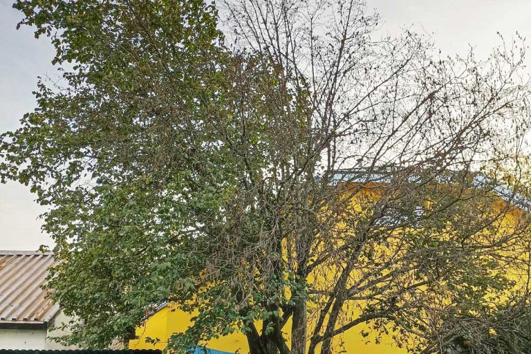 Dá sa zachrániť chorobou napadnutá lieska?