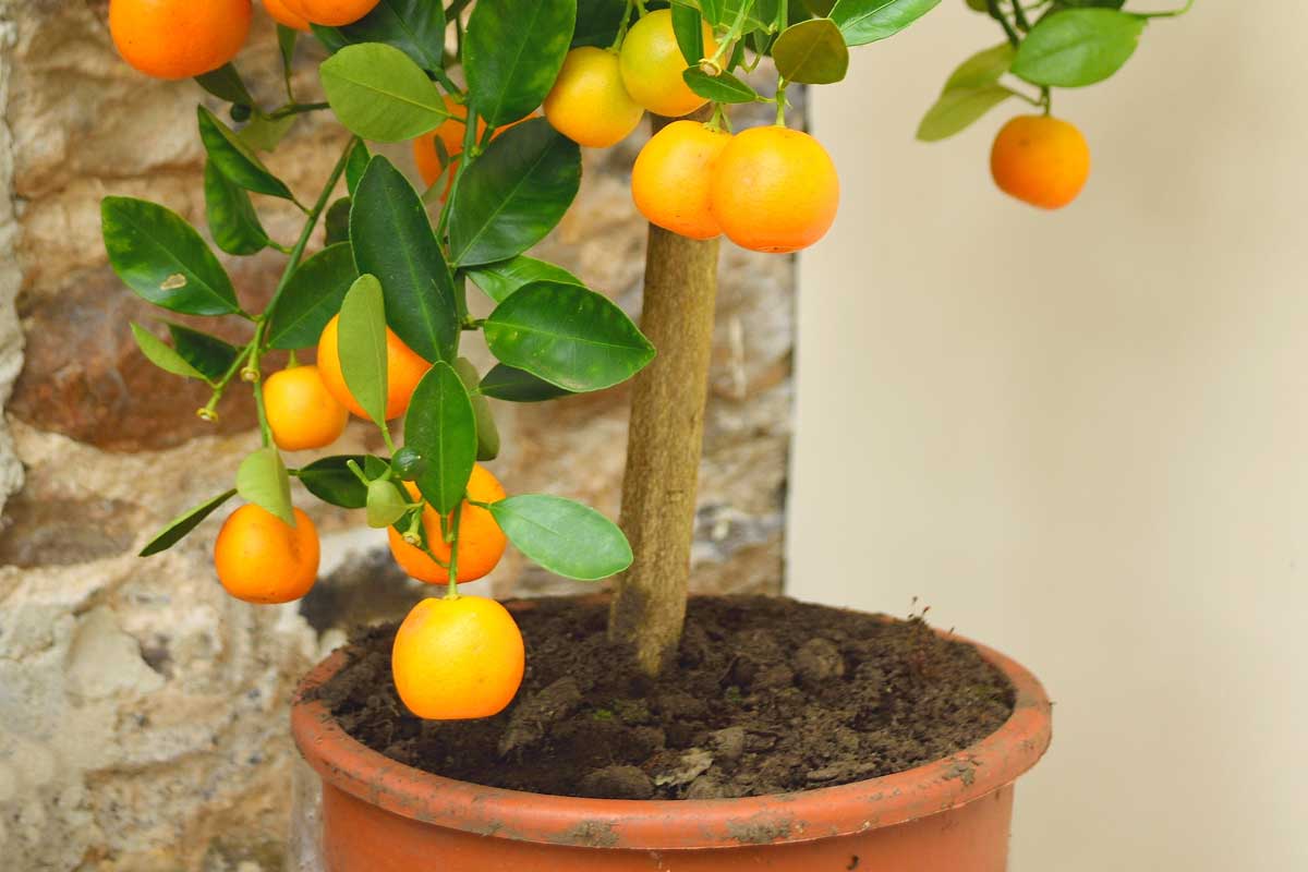 Citrusový ker alebo stromček pestovaný v kvetináči