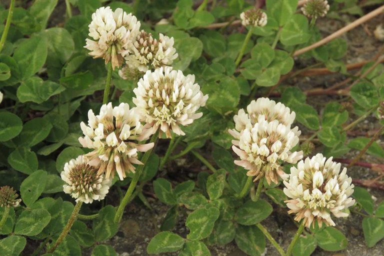 Ktoré nízke rastliny vysiať, aby sme nemuseli často kosiť?