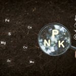 Živiny dôležité na pestovanie rastlín