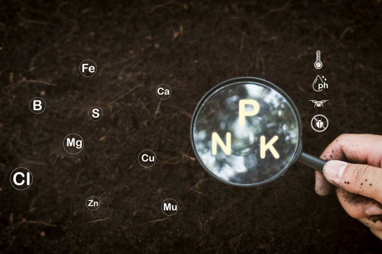 6 dôležitých živín, ktoré potrebujú rastliny na tvorbu krásnych kvetov a chutných plodov