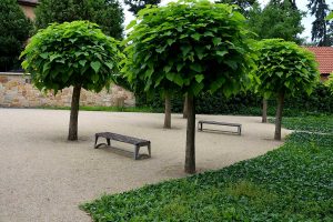 7 nádherných drevín s guľovitou korunkou, ktoré hravo nahradia na choroby a škodce trpiacu katalpu