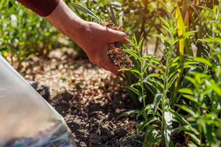 Zdravá pôda je pokladom každej záhrady. Ako ovplyvniť jej kvalitu obmedzením plastov a kompostovaním?