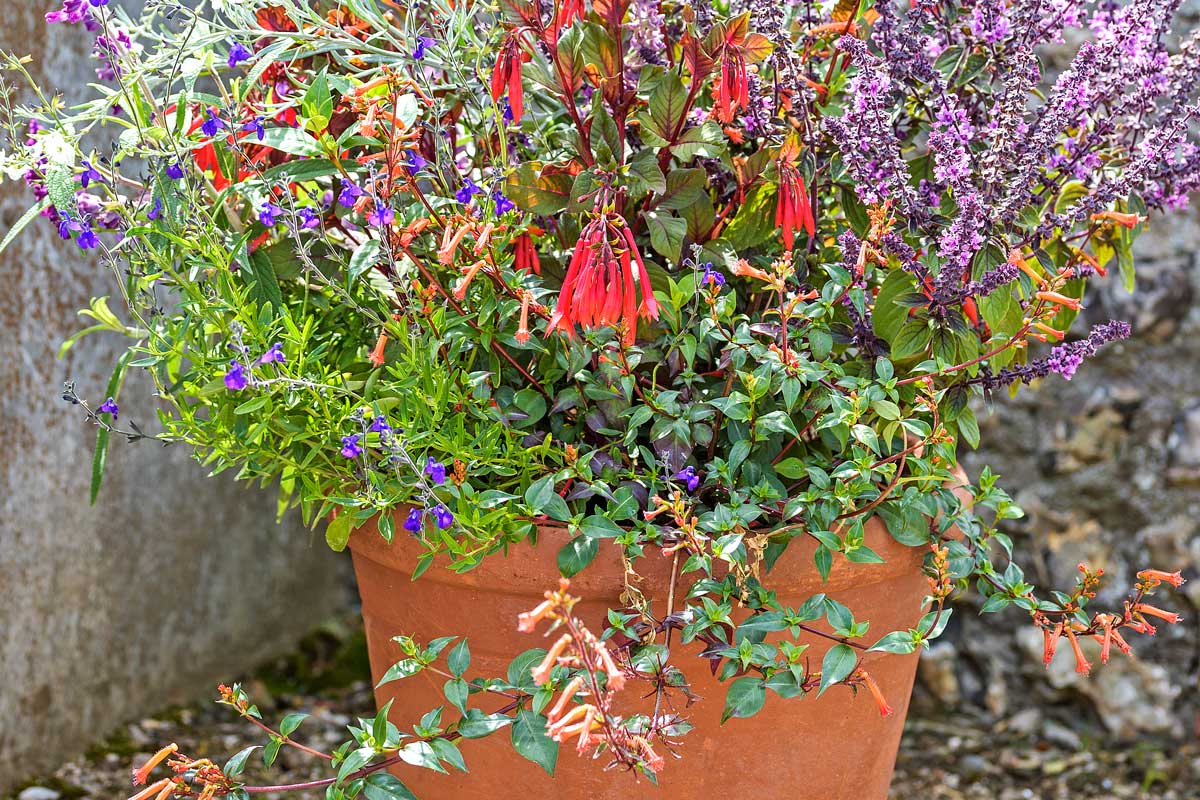 Výsadba ocimum, gomphostigma, fuksia, šalvie a cuphea