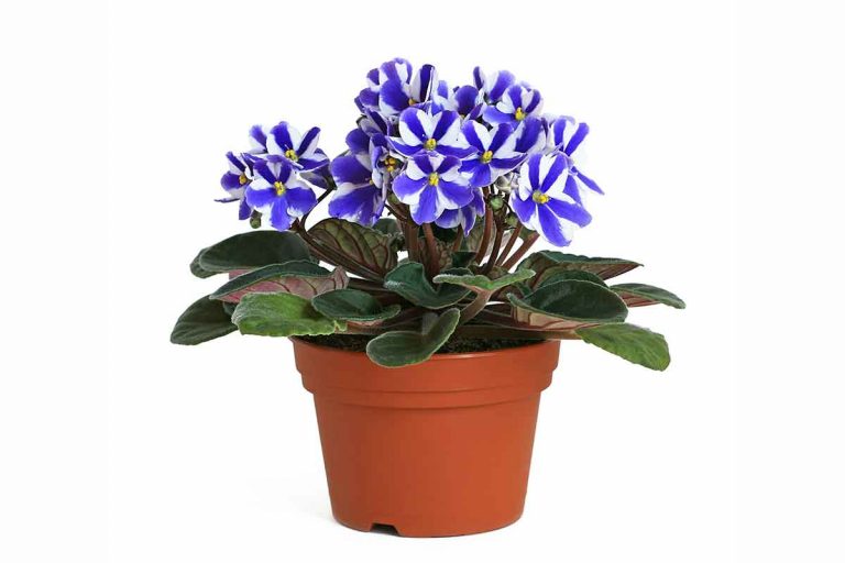 Fialka s farebnými kvetmi kvitne po rozmnožení len na bielo. Prečo?