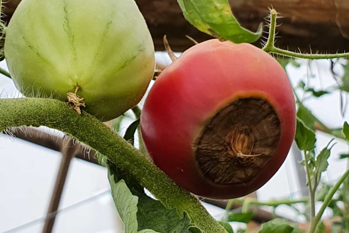 hniloba spiciek paradajok