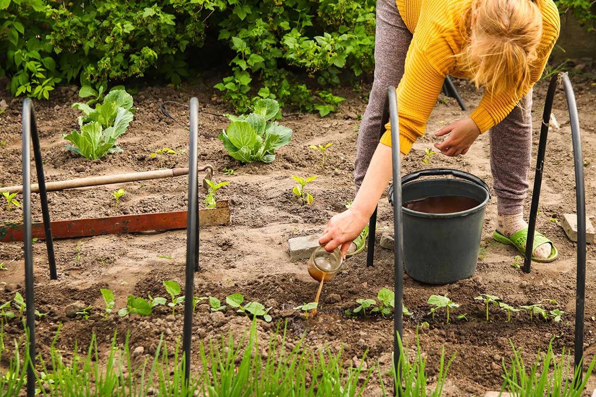 Hnojenie zeleninovej záhrady tekutým hnojivom