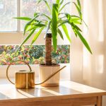 Pestovanie juky obrovskej v interiéri