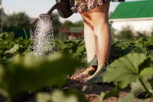 Začína leto, práce v záhrade pokračujú. V júli zavlažujeme a staráme sa o tieto plodiny