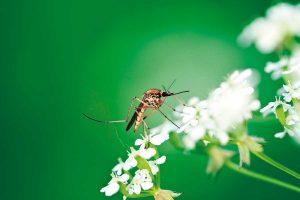 Komáre a ich nezameniteľný bzukot nás dokážu potrápiť. Skúsený biológ radí, ako znížiť ich výskyt