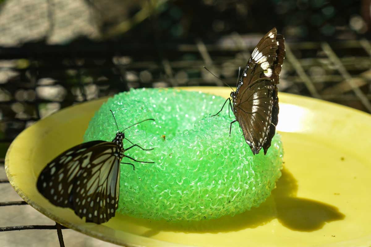 Kŕmidlo pre motýle zo špongie a cukrovej vody