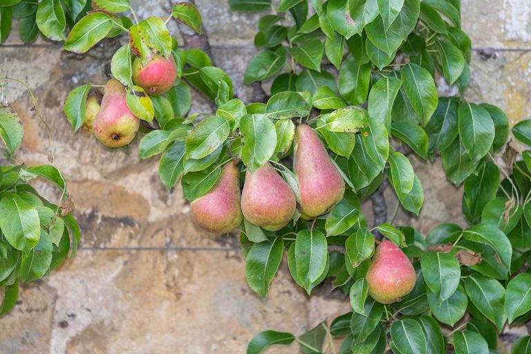 Ako predísť strate tvaru pri ovocných stromoch typu palmeta, špalier a kordón? Pomôže správny júlový rez
