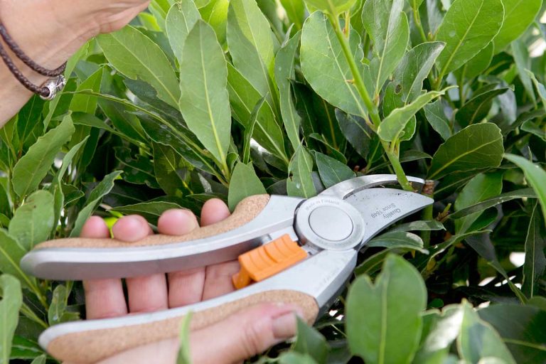 Ako na letný rez? Vďaka nemu dáte záhradu do poriadku a udržíte tieto rastliny v dobrej kondícii