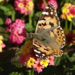 Babôčka bodliaková