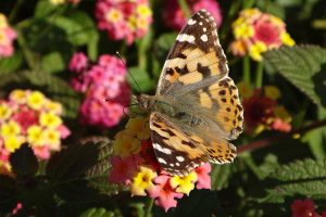 Obdivujete motýle v záhrade? Pripravte im malý bufet z vecí, ktoré máte doma