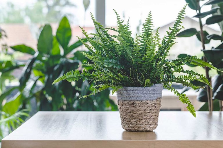 Nefrolepka – retro papraď, ktorá obľubuje vlhkejší interiér a čistí vzduch od formaldehydu