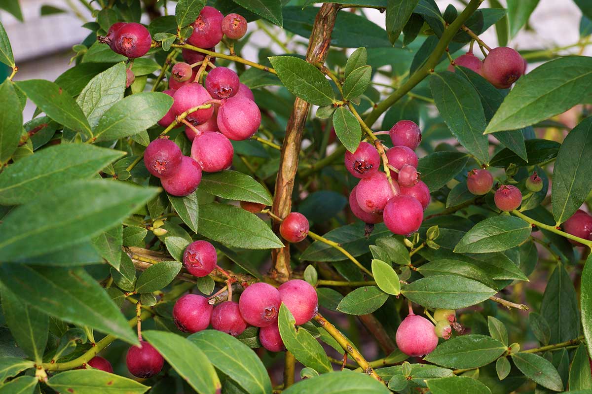 Odroda čučoriedky ‘Pink Lemonade’