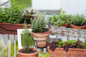 Vyčarujte si na balkóne alebo terase malú úžitkovú záhradu. 10 inšpirácií, ako na to pomocou kvetináčov