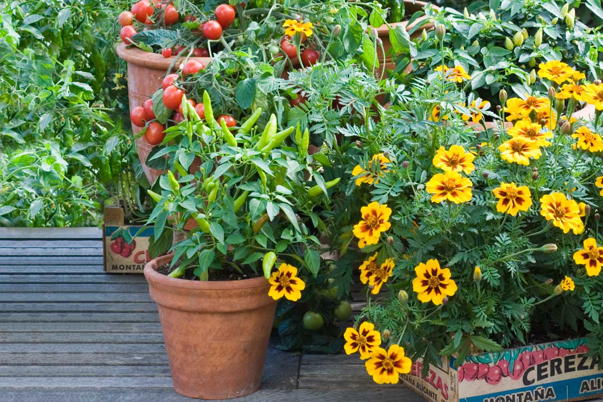 Paradajky, paprika čili a aksamietnice pestované v terakotových kvetináčoch