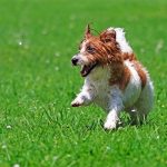 Pes behajúci v lete po trávniku