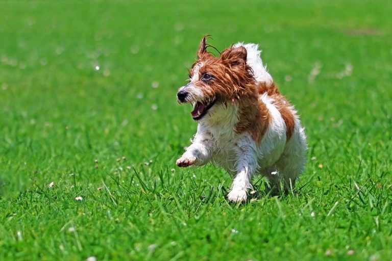 Pes behajúci v lete po trávniku