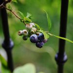 Pestovanie čučoriedok v nádobách na balkóne alebo terase