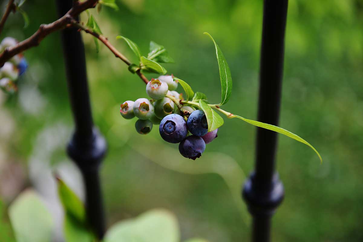 Pestovanie čučoriedok v nádobách na balkóne alebo terase