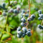 Pestovanie kanadských čučoriedok v záhrade