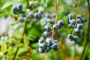 Tajomstvá úspechu pestovania čučoriedok: Ochutnajte drobné plody z vlastnej záhrady