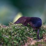 Piskor obyčajný (Sorex araneus)