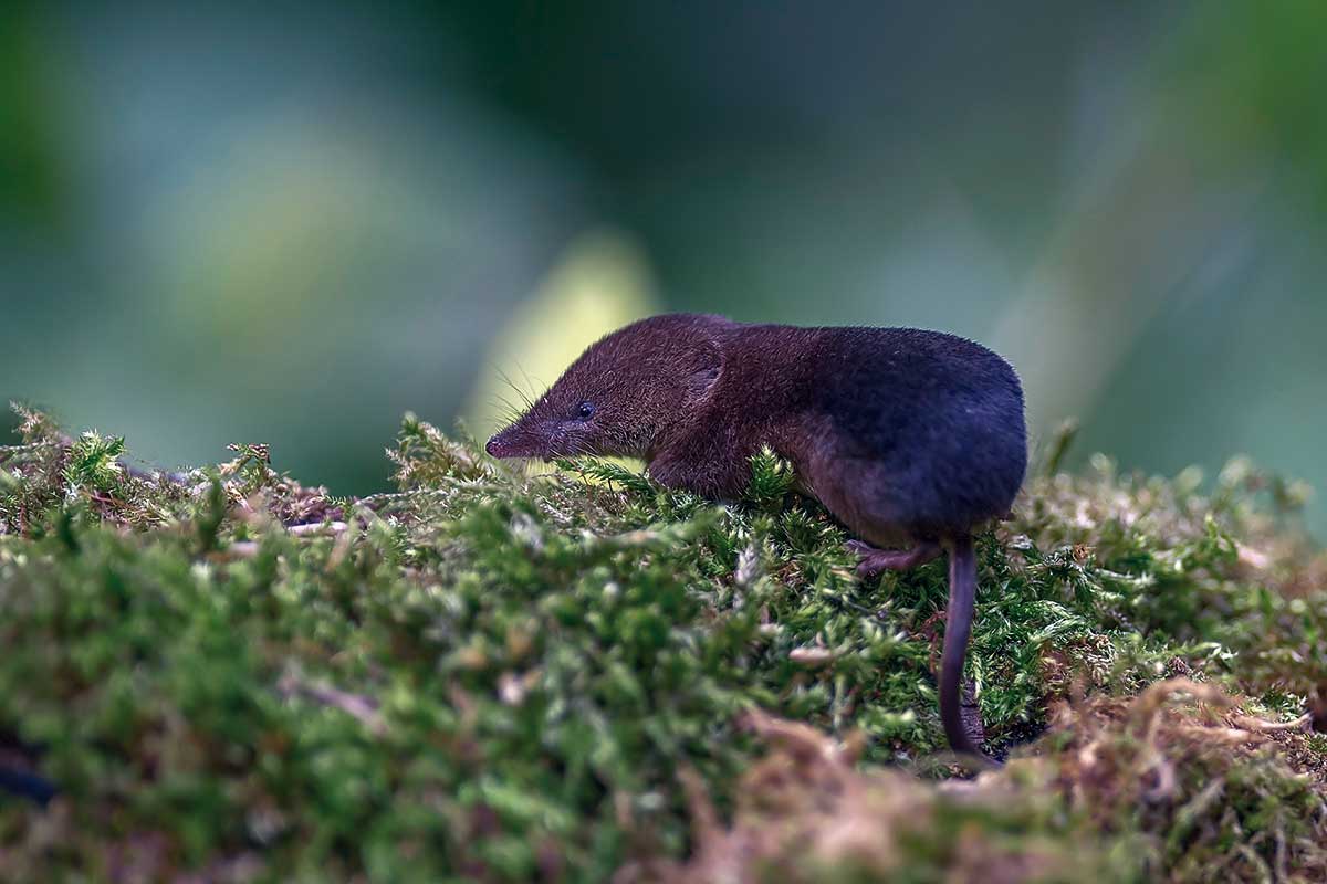 Piskor obyčajný (Sorex araneus)