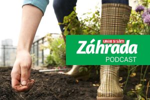 Druhé výsevy počas roka – to je téma najnovšej epizódy podcastu Záhrada. Nenechajte si ju ujsť!