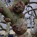 Bradavičnatá uzlovitosť jabloní