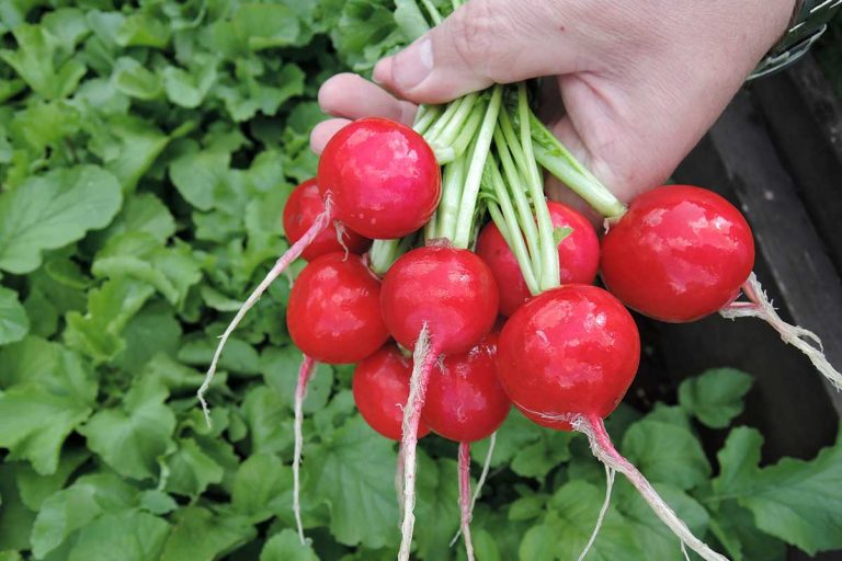 Reďkovky, ktoré zvládnu problematické letné výsevy