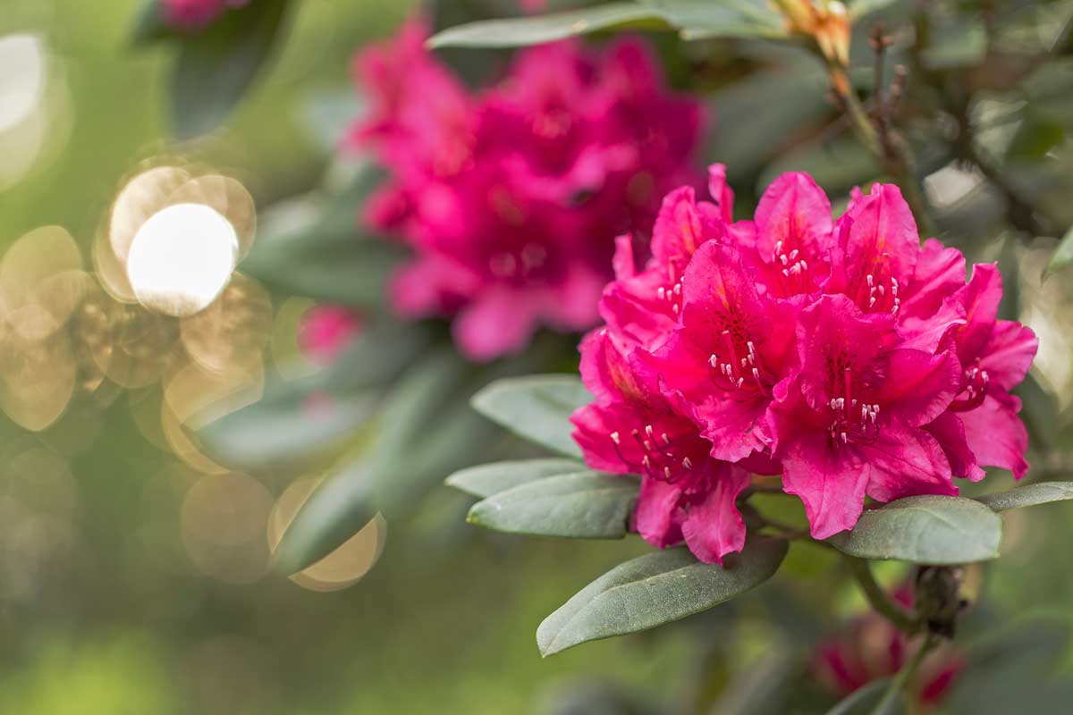rododendrony zelezo