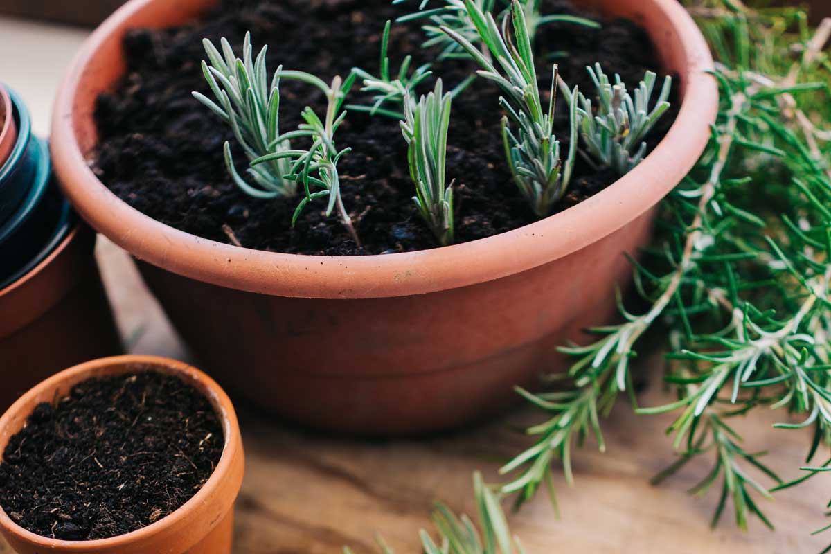 Rozmnožovanie levandule