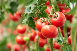3 praktické tipy od skúseného pestovateľa, ktoré využijete pri pestovaní rajčín